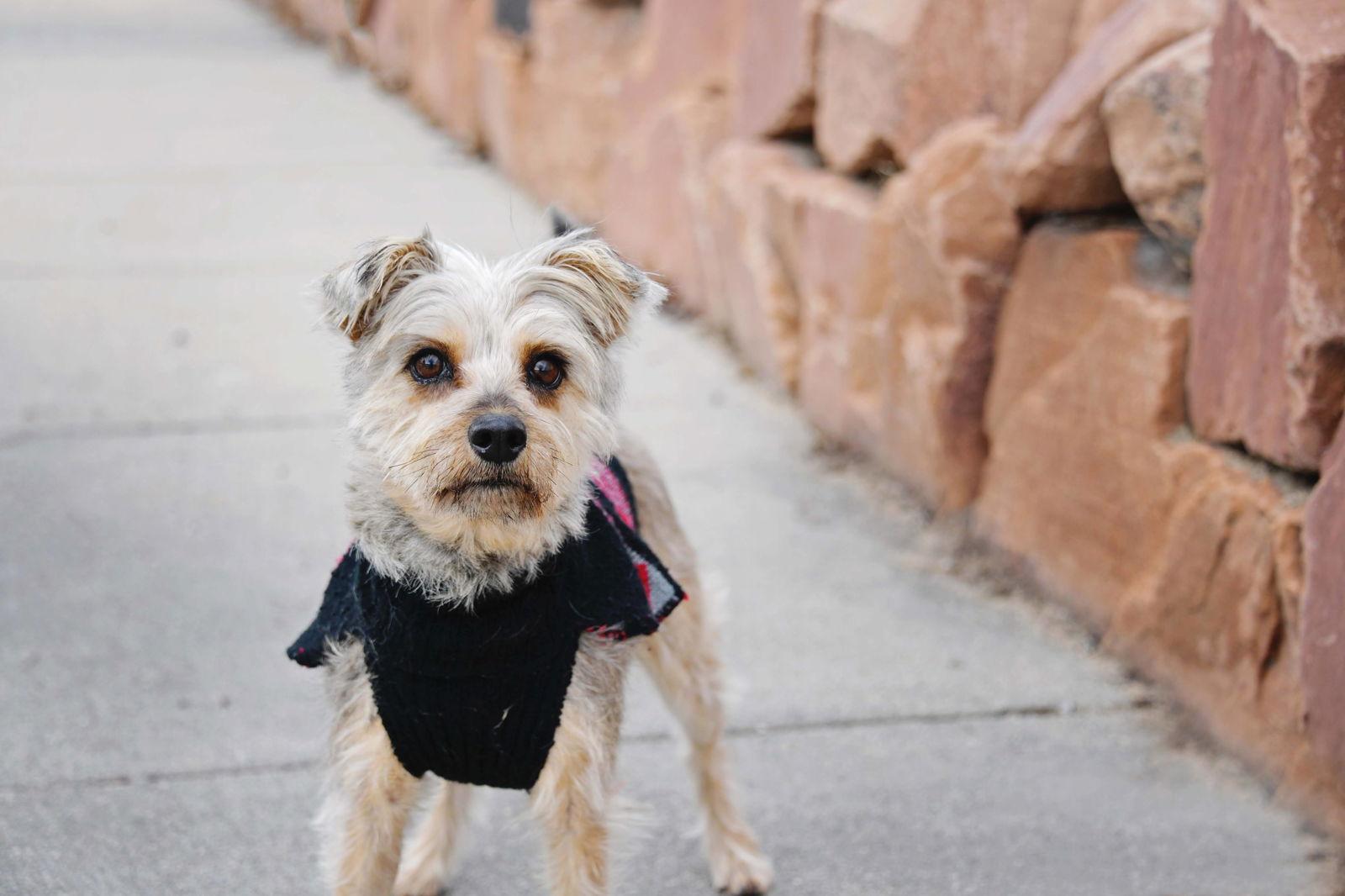 Anye Mae, Adoptable, Adult Female Terrier.