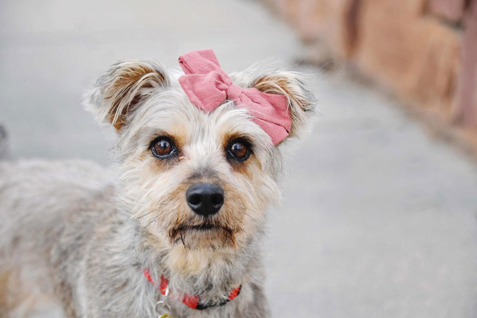 Anye Mae, a Adoptable Terrier in Salt Lake City, UT image 2/3