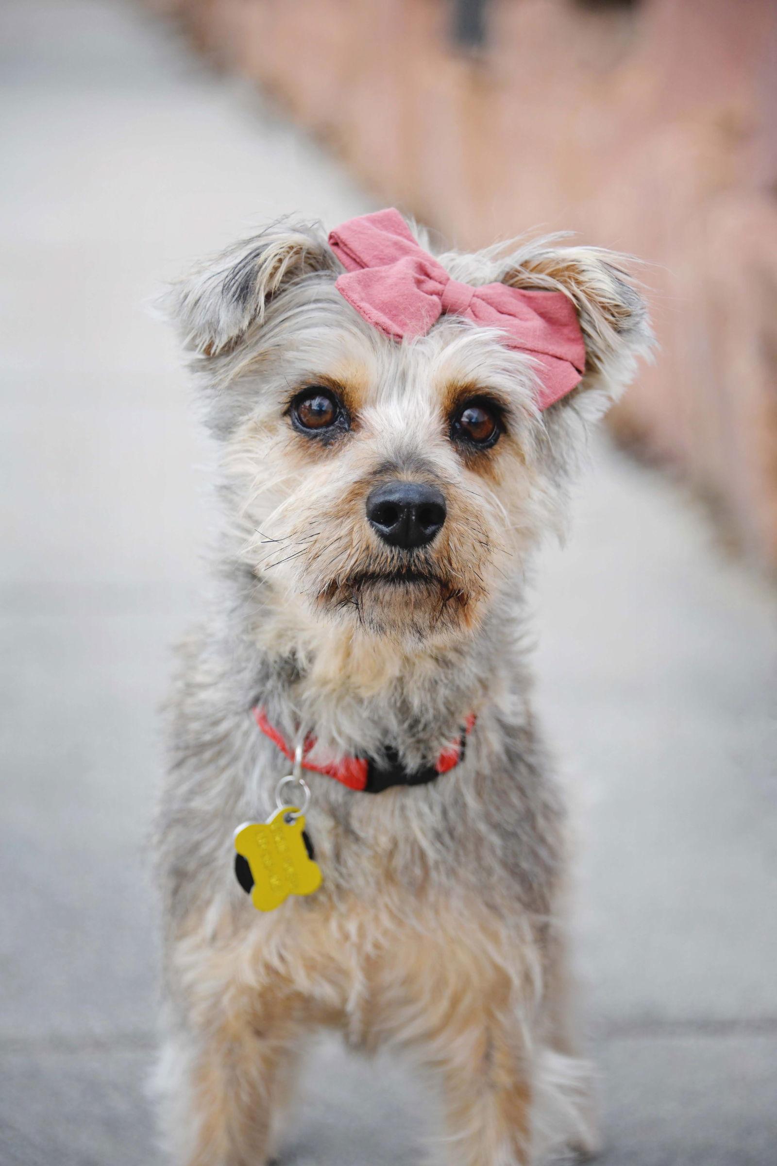Anye Mae, a Adoptable Terrier in Salt Lake City, UT image 2/3