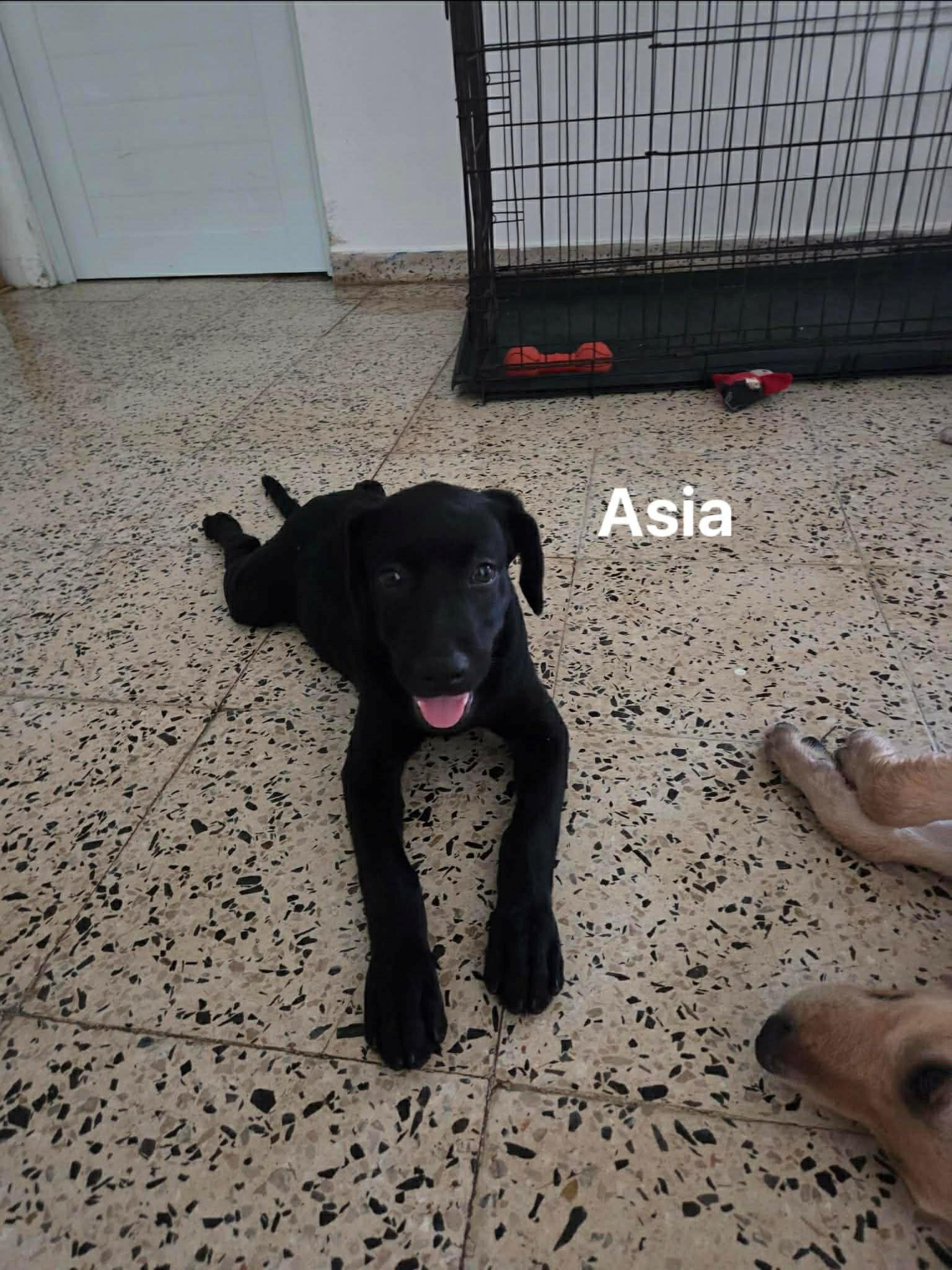 Asia, ADOPTABLE, Puppy Female Labrador Retriever.