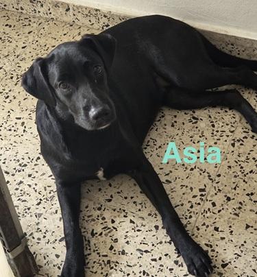 Asia, ADOPTABLE, Puppy Female Labrador Retriever.