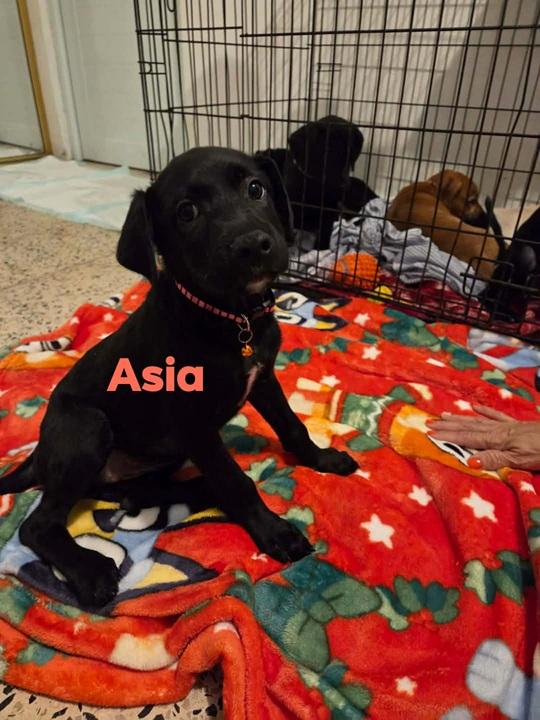 Asia, a ADOPTABLE mixed breed in Huntington, NY image 2/2