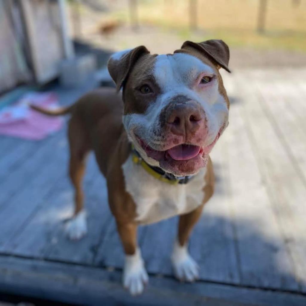 Reya, Adoptable, Adult Female Pit Bull Terrier.