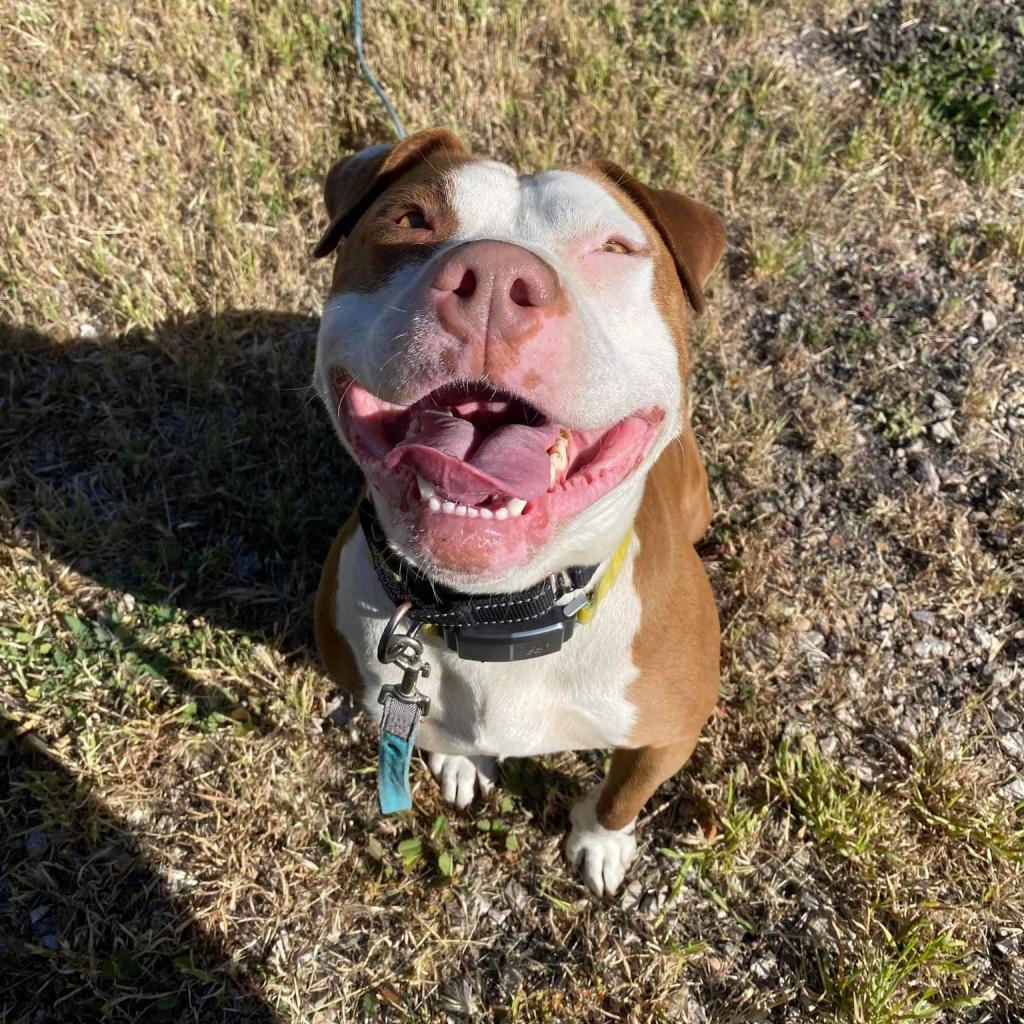 Enlarge Reya, a Adoptable Pit Bull Terrier in Lompoc, CA image 2/4