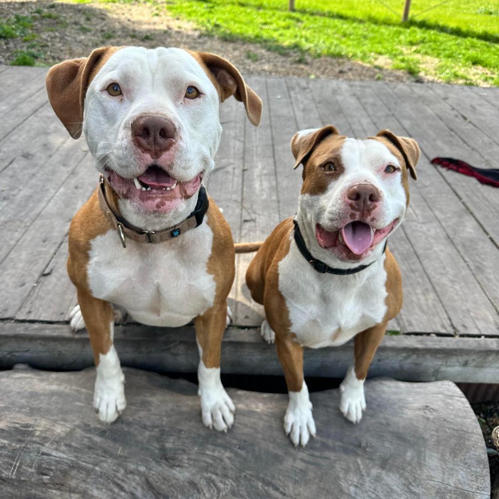 Enlarge Reya, a Adoptable Pit Bull Terrier in Lompoc, CA image 3/4