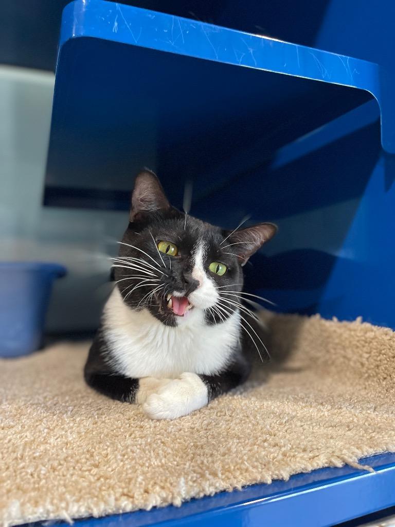 Enlarge Chunky, a Adoptable mixed breed in Ashland, WI image 1/4