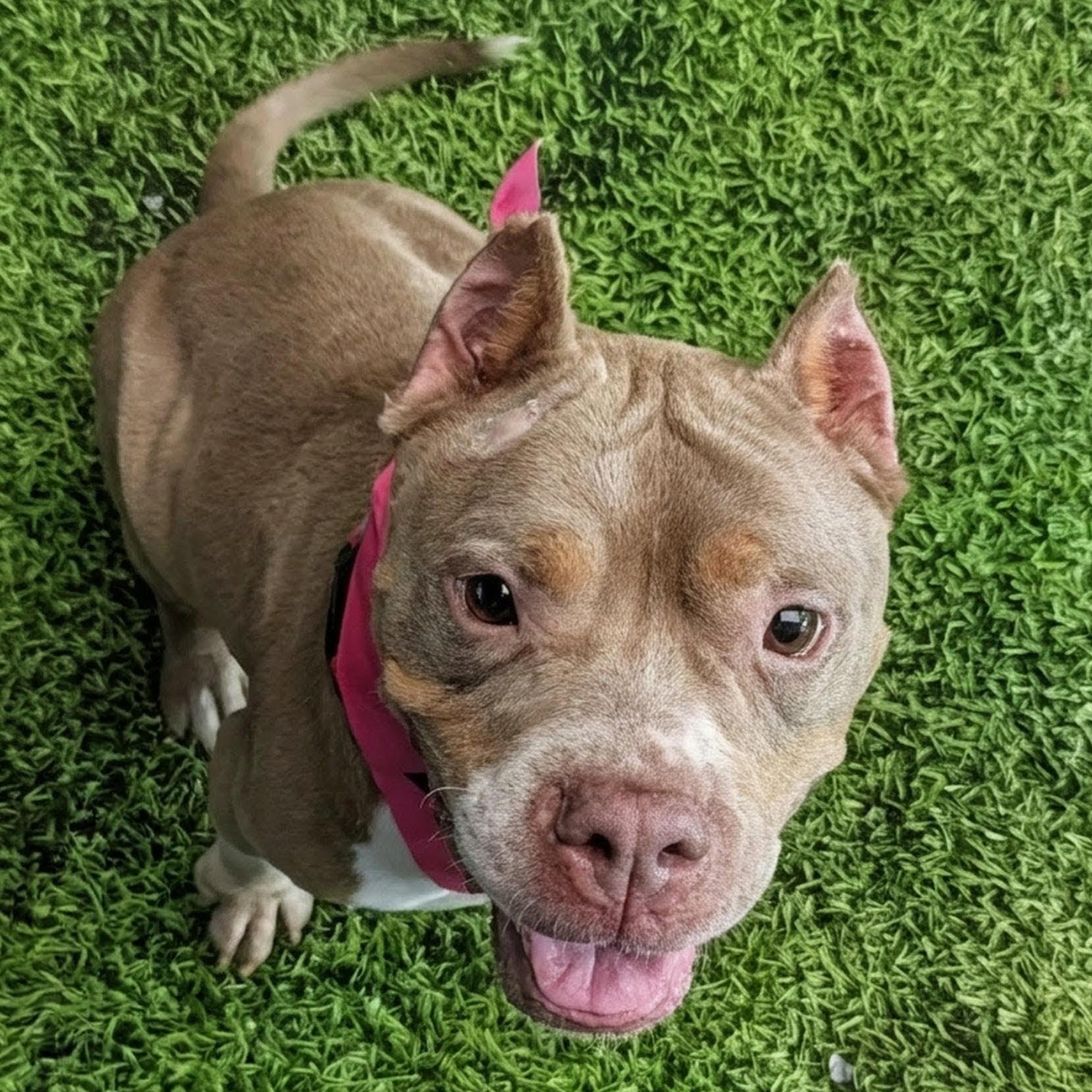 Mom Jeans, Adopted, Adult Female Mixed Breed & American Bully.