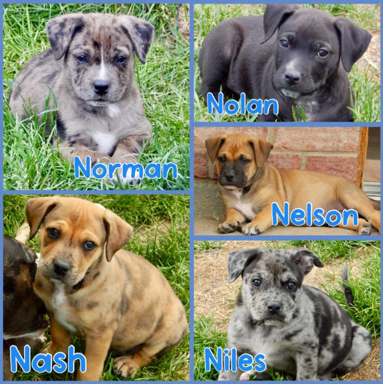 Males N Litter, ADOPTABLE, Puppy Male American Staffordshire Terrier & Mixed Breed.