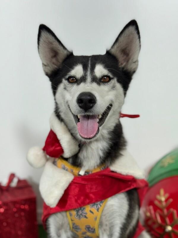 Enlarge North, a Adoptable mixed breed in Yorba Linda, CA image 1/1