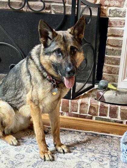 Simba, a Adoptable mixed breed in Cumming, GA image 3/3