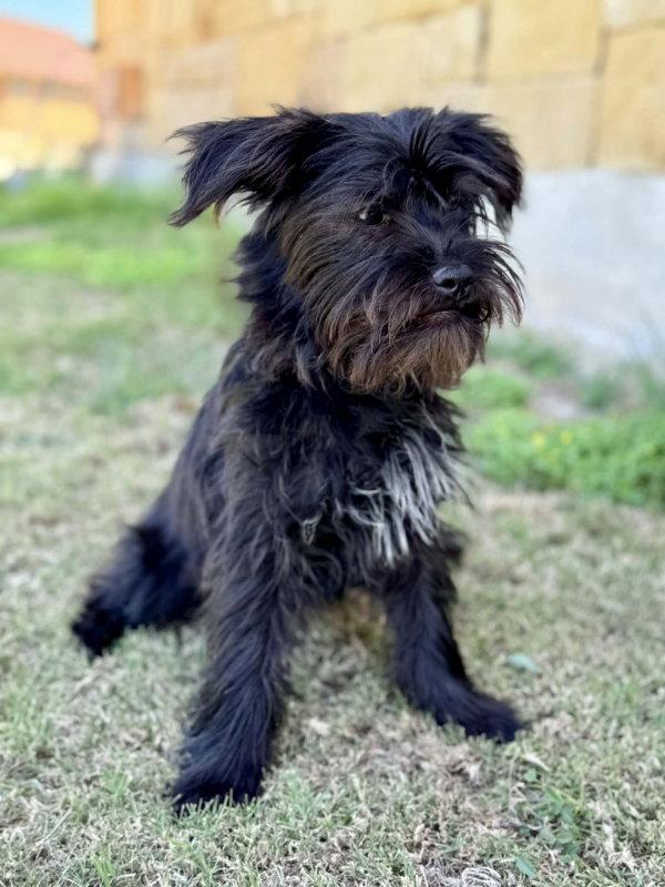 Lily, Adopted, Adult Female Shih Tzu.