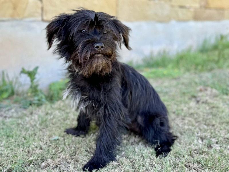 Lily, a Adopted Shih Tzu in Helotes, TX image 3/3