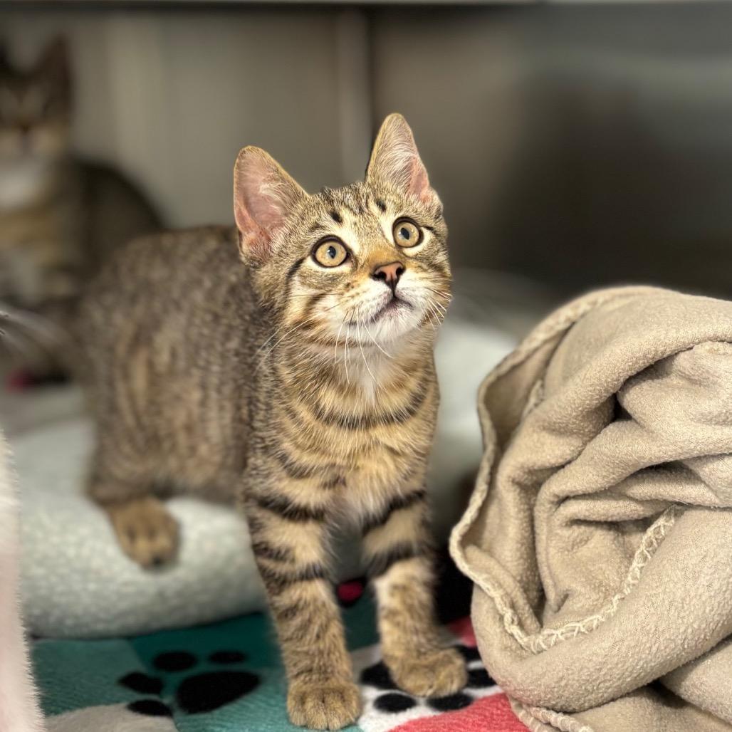 Pesto, Adoptable, Kitten Female Domestic Short Hair.