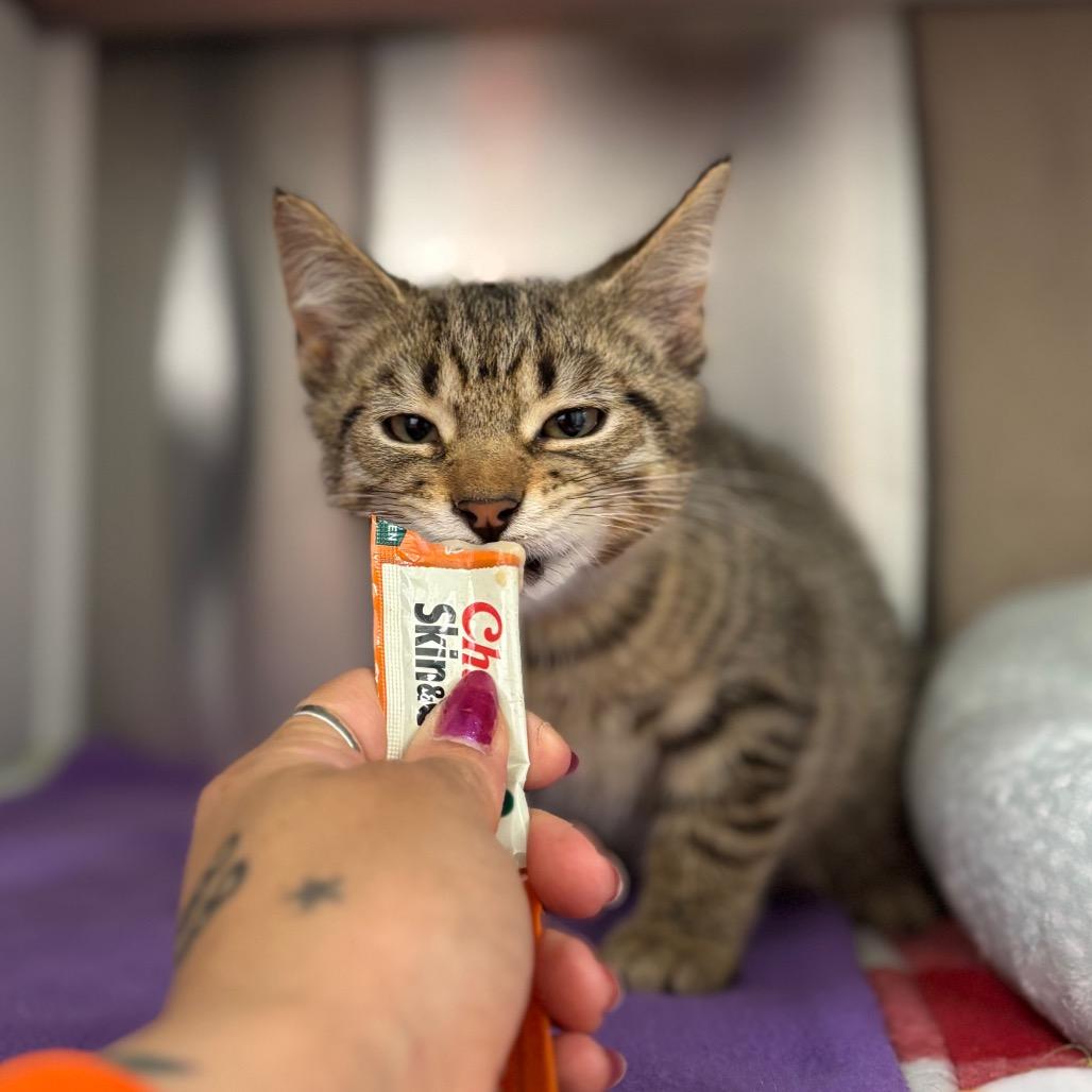 Enlarge Pesto, a Adoptable Domestic Short Hair in Nashville, IN image 2/5