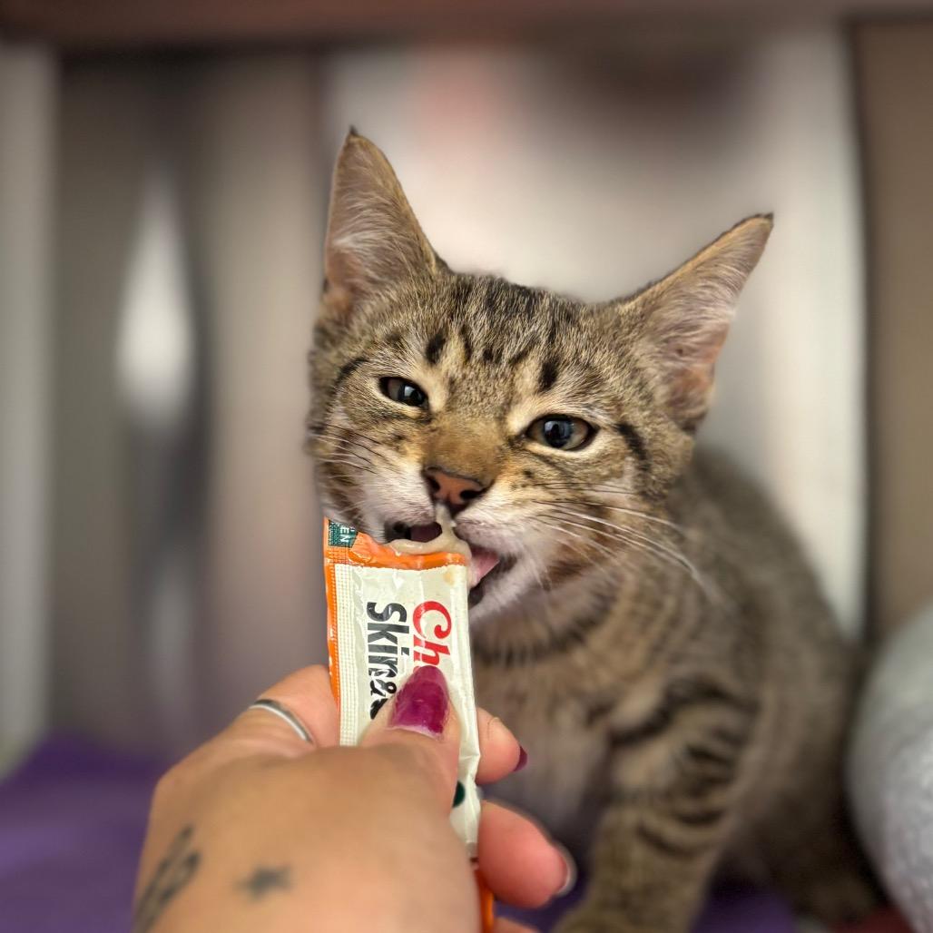 Enlarge Pesto, a Adoptable Domestic Short Hair in Nashville, IN image 3/5