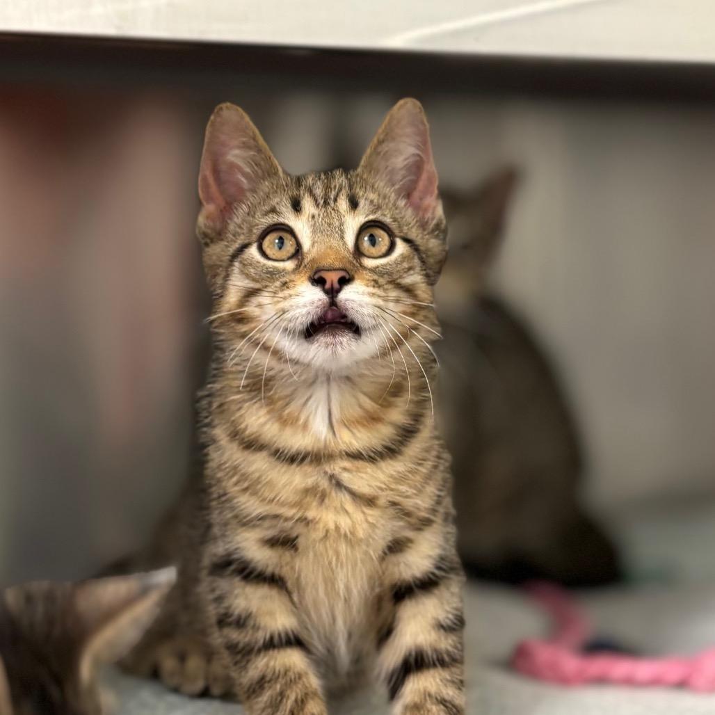 Enlarge Pesto, a Adoptable Domestic Short Hair in Nashville, IN image 4/5