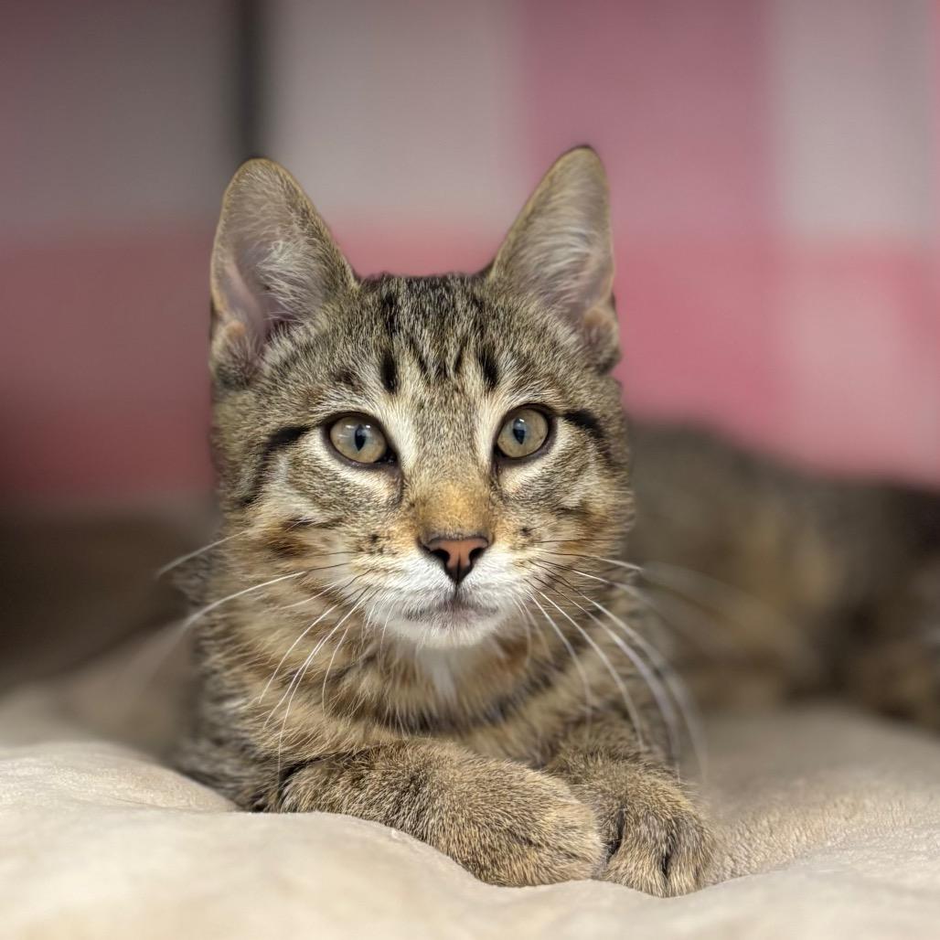Enlarge Pesto, a Adoptable Domestic Short Hair in Nashville, IN image 5/5