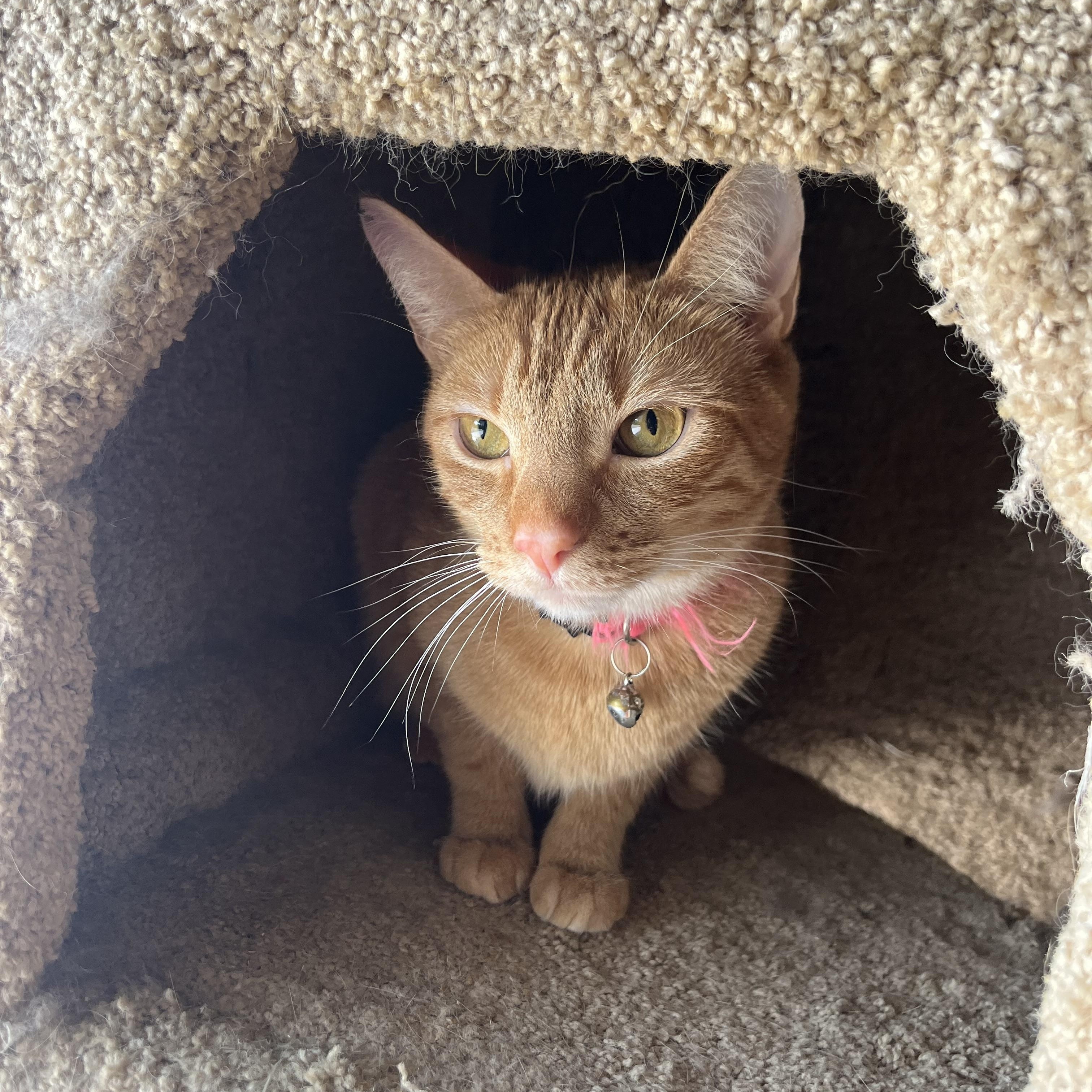 Pixel, Adoptable, Adult Female Domestic Short Hair.