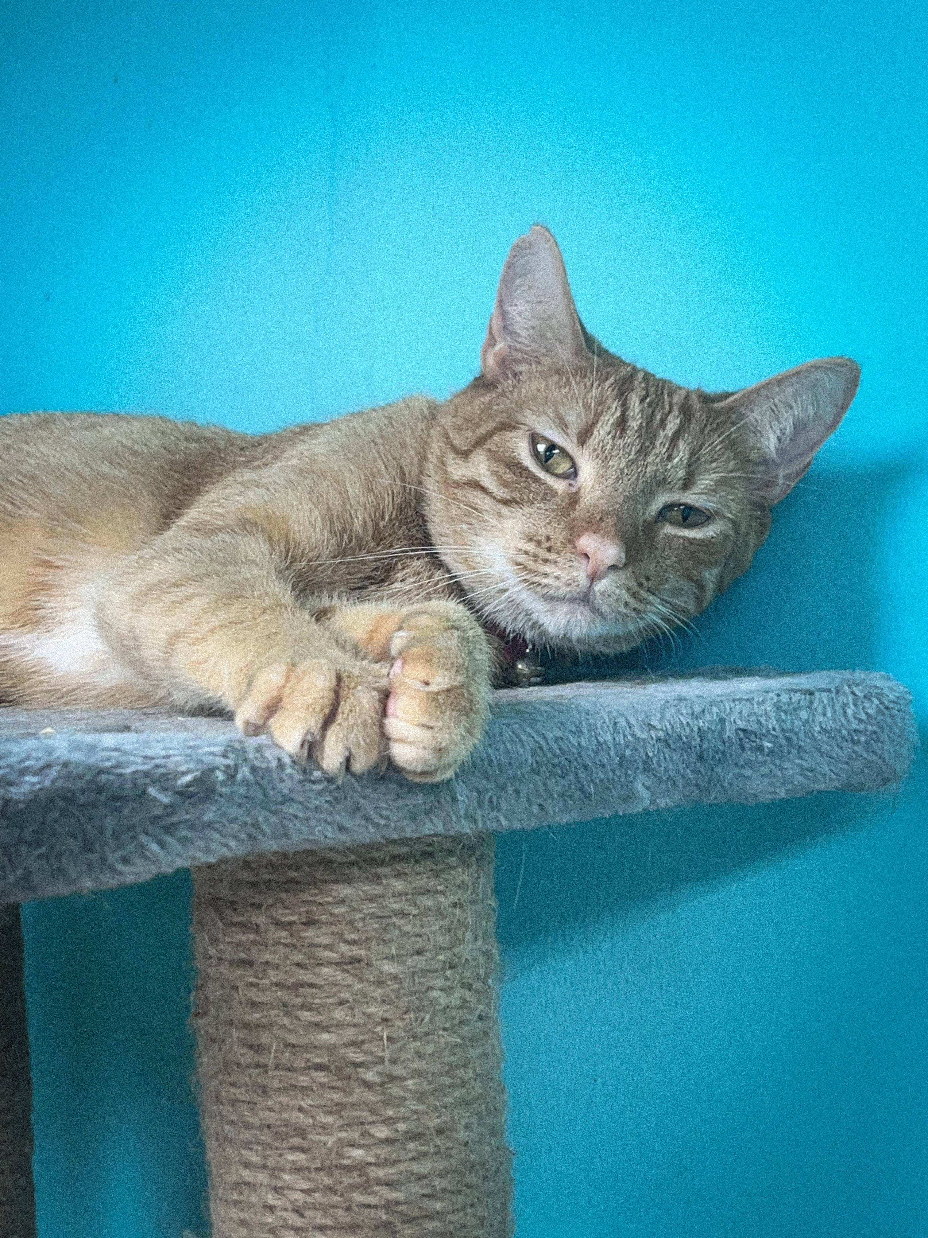 Pixel, a Adoptable Domestic Short Hair in Maryville, TN image 2/3