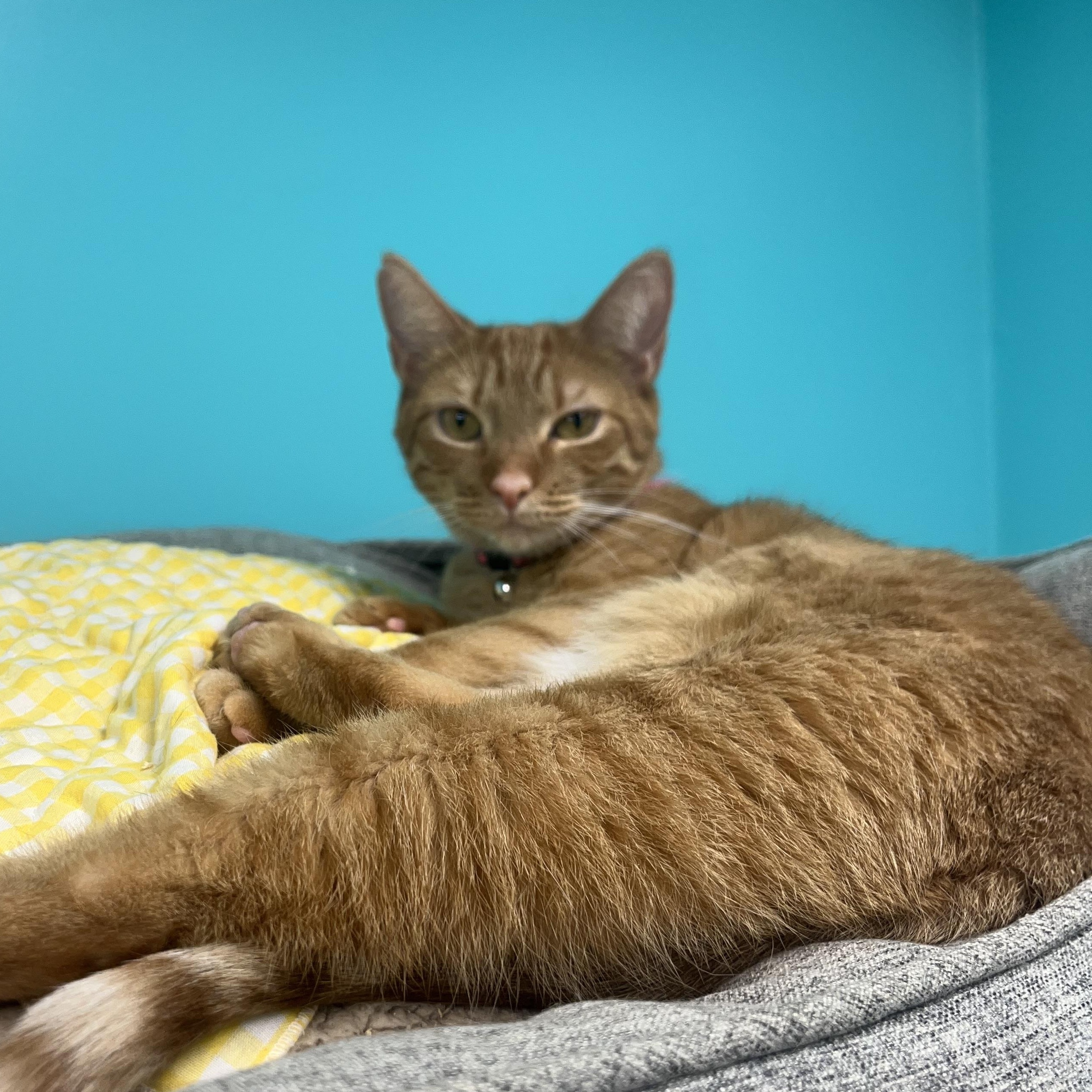 Pixel, a Adoptable Domestic Short Hair in Maryville, TN image 3/3