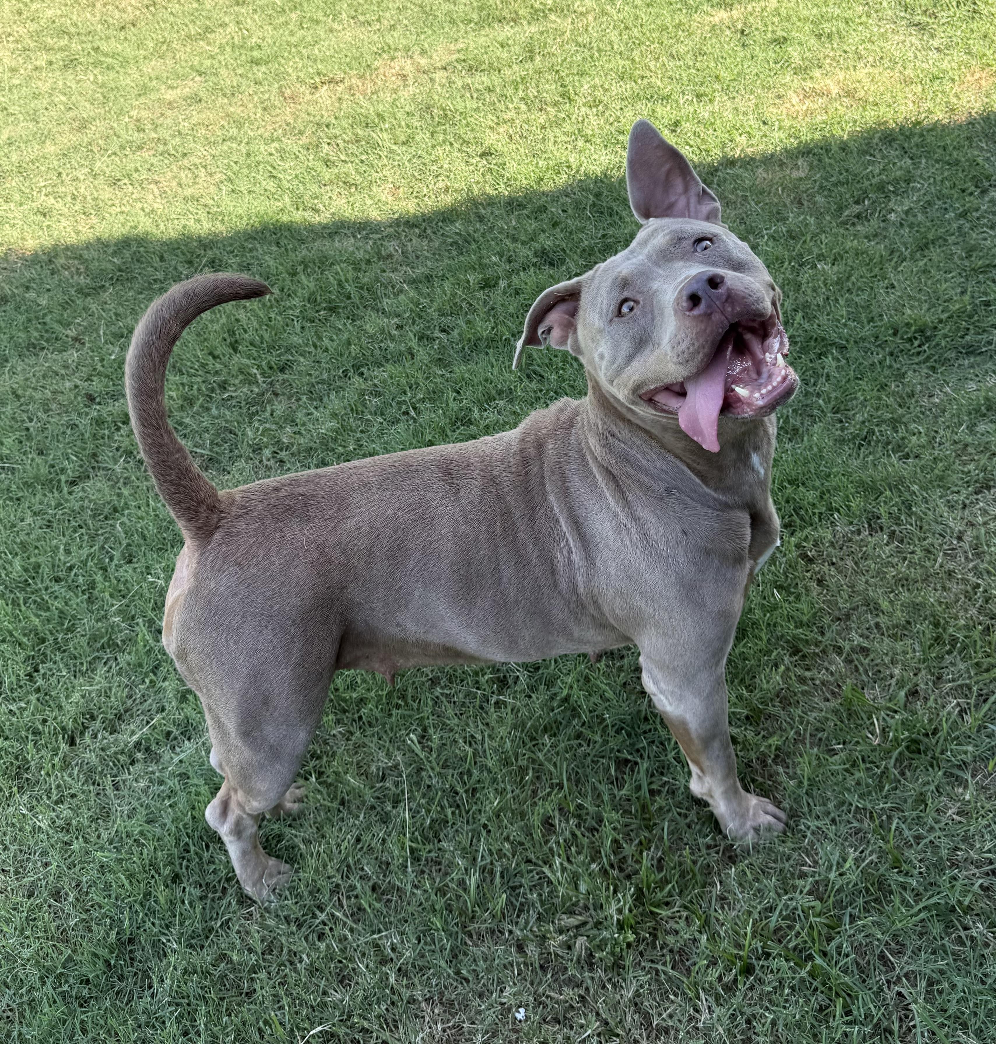 Stella