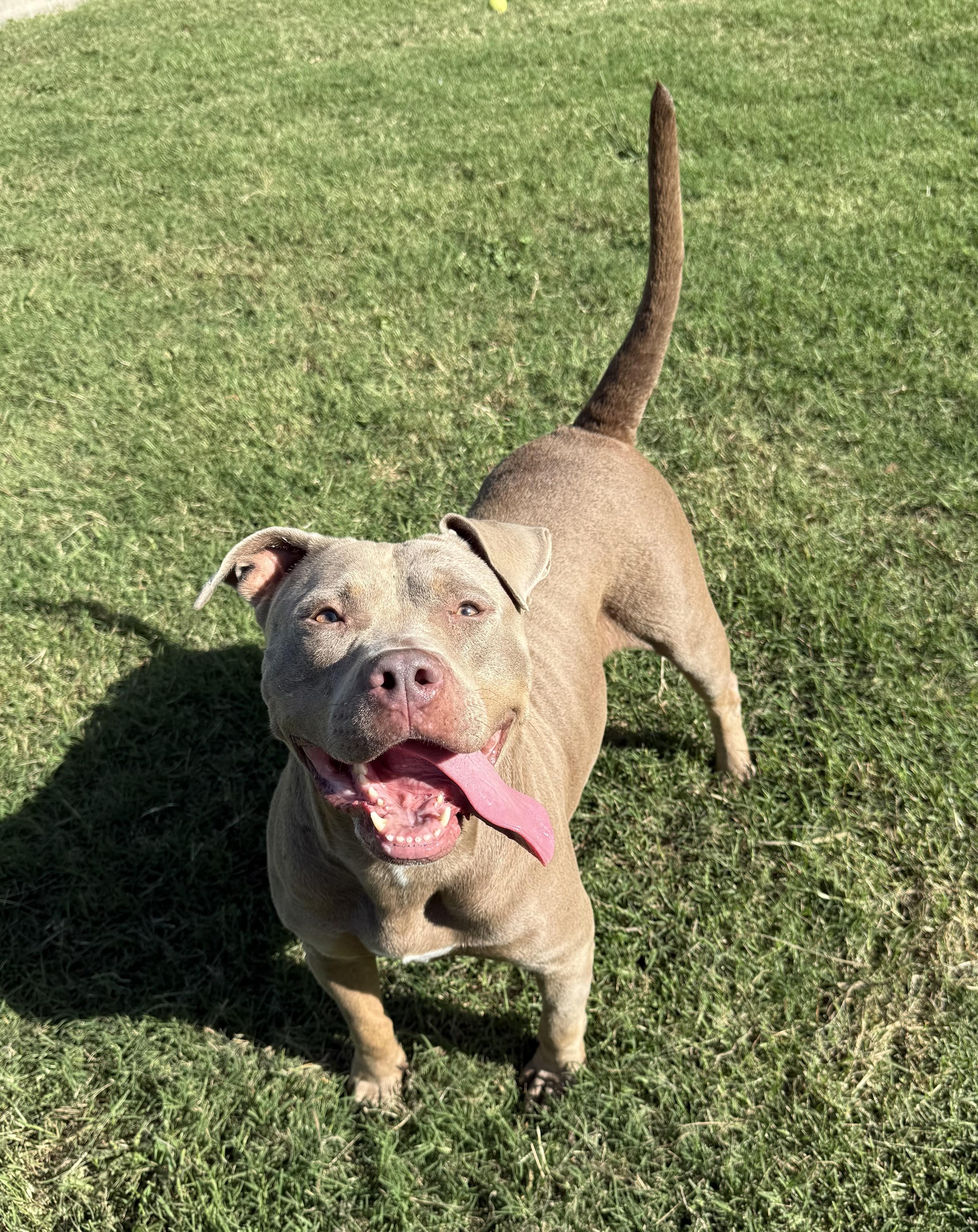 Stella 2