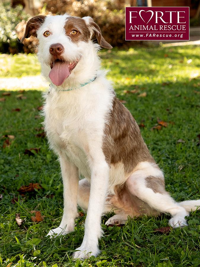 Enlarge Teddy, a Adoptable mixed breed in Marina Del Rey, CA image 2/6