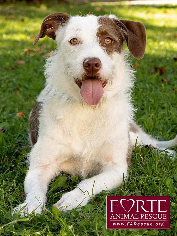 Enlarge Teddy, a Adoptable mixed breed in Marina Del Rey, CA image 4/6