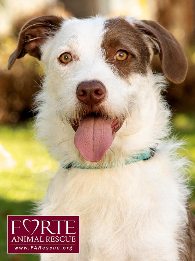 Teddy, Adoptable, Young Male Wire Fox Terrier & Border Collie.