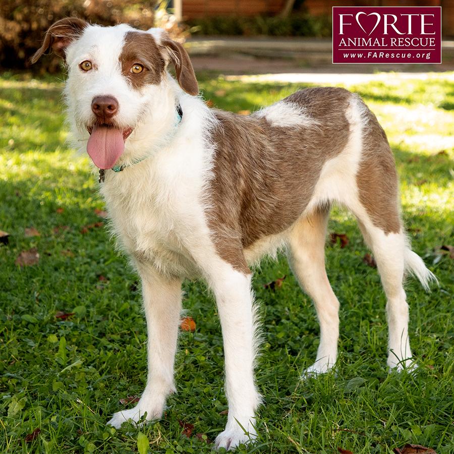 Enlarge Teddy, a Adoptable mixed breed in Marina Del Rey, CA image 3/6