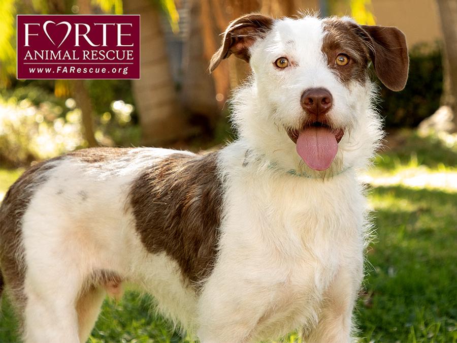 Enlarge Teddy, a Adoptable mixed breed in Marina Del Rey, CA image 5/6