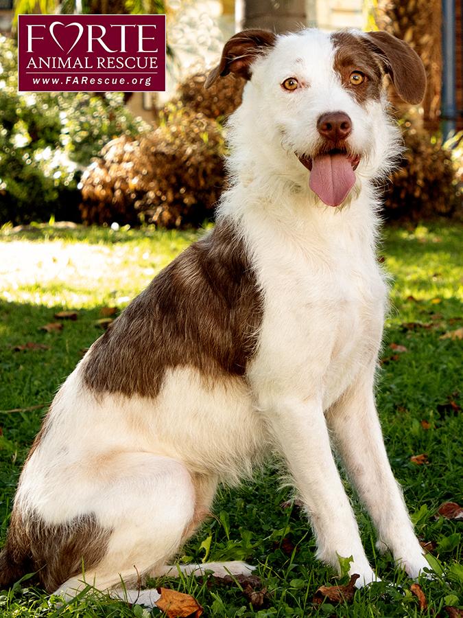 Enlarge Teddy, a Adoptable mixed breed in Marina Del Rey, CA image 6/6