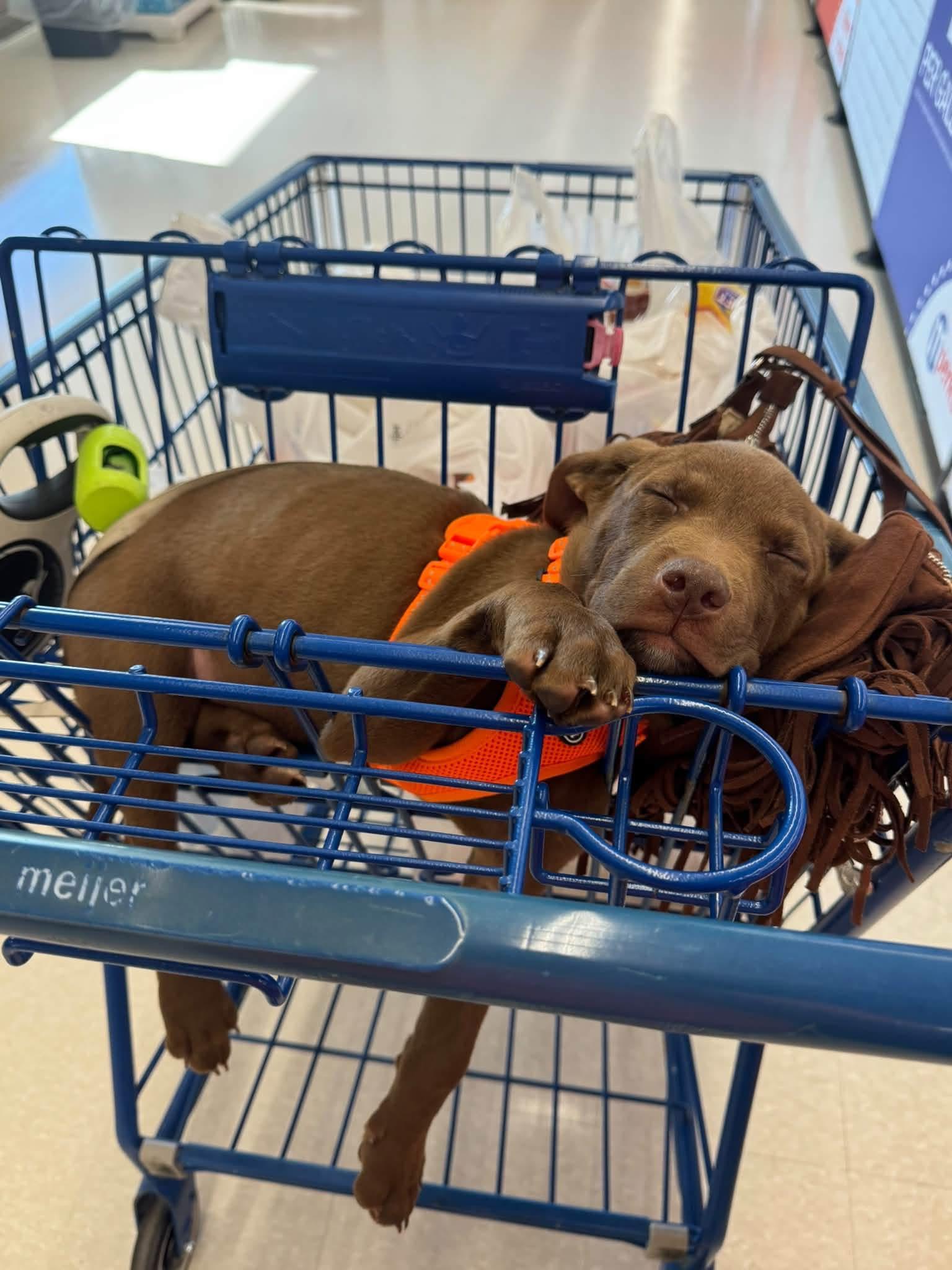 Enlarge Hans, a Adoptable mixed breed in Alma, MI image 2/2