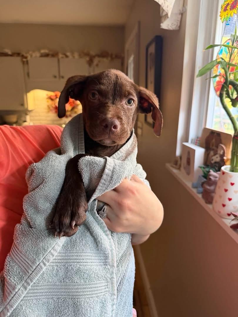 Hans, Adoptable, Puppy Male Chocolate Labrador Retriever.