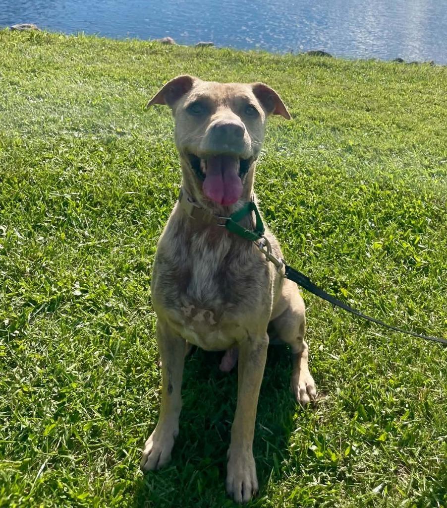 Chief, Adoptable, Adult Male Labrador Retriever & Terrier.