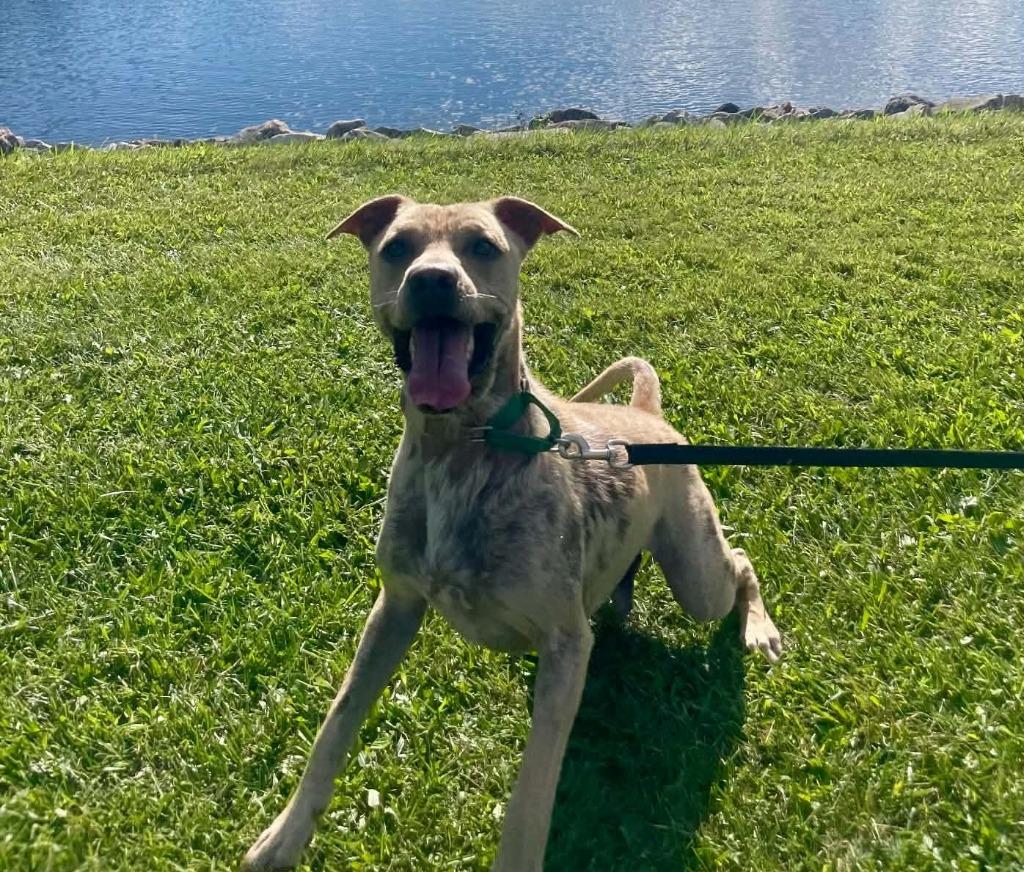 Enlarge Chief, a Adoptable mixed breed in Walnutport, PA image 2/3