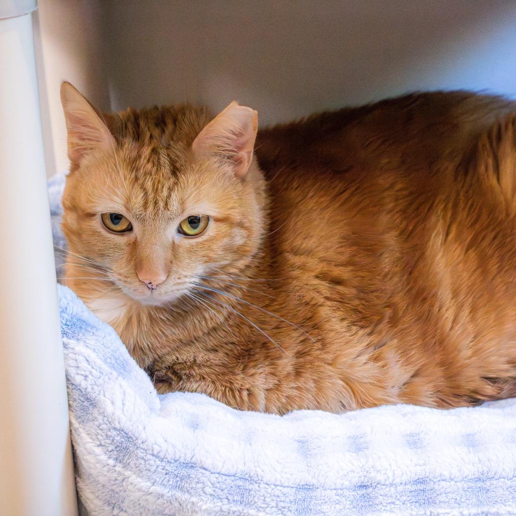 Missy, Adoptable, Adult Female Domestic Short Hair.