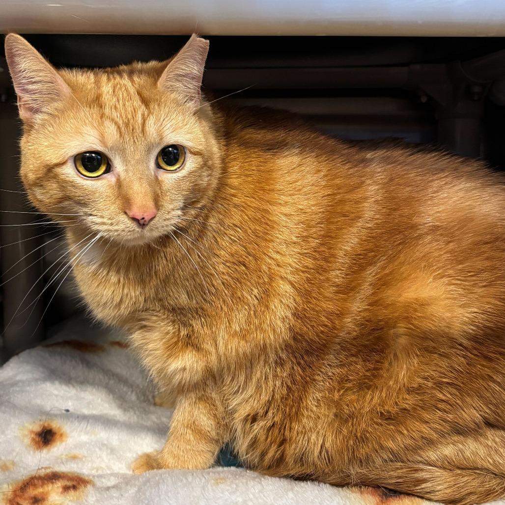 Missy, a Adoptable Domestic Short Hair in Newark, DE image 3/6