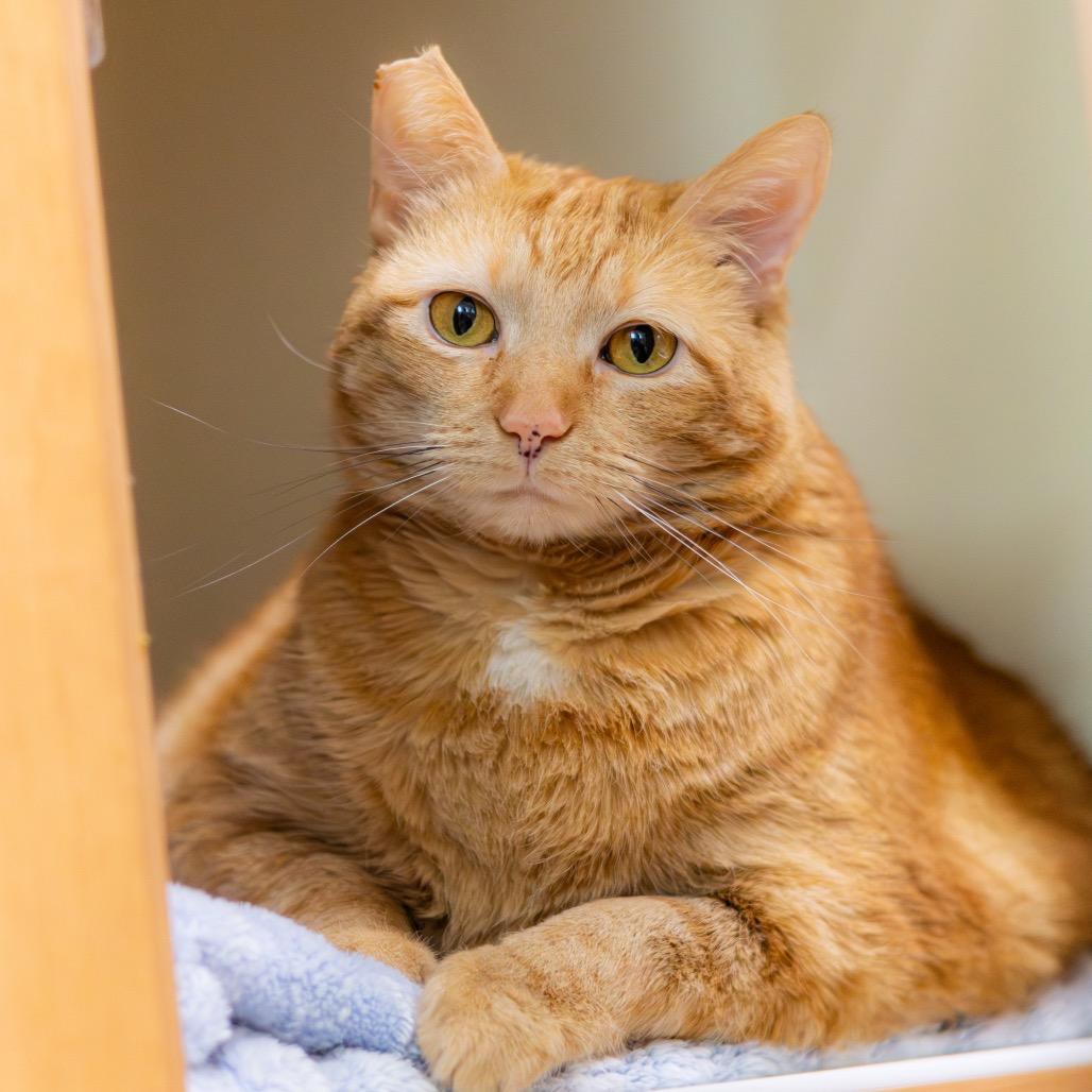 Missy, a Adoptable Domestic Short Hair in Newark, DE image 4/6