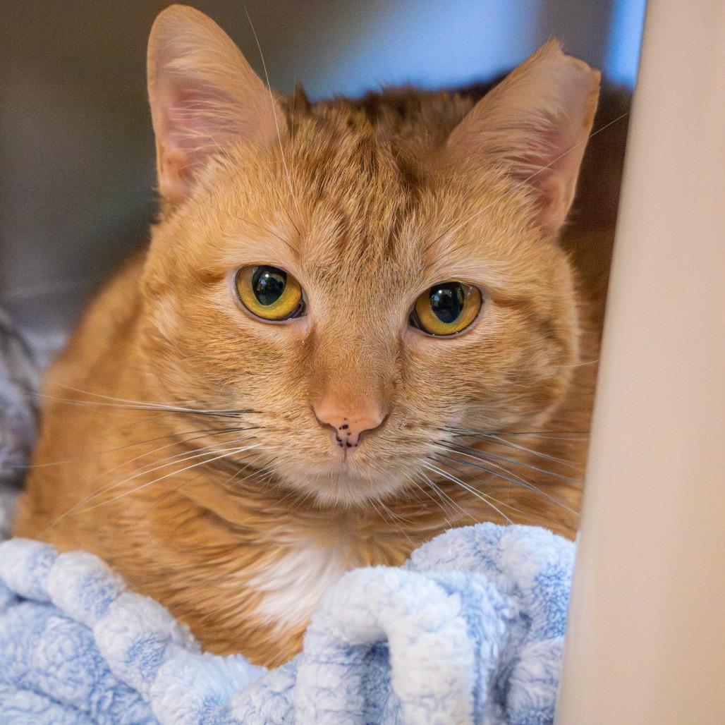 Missy, a Adoptable Domestic Short Hair in Newark, DE image 5/6