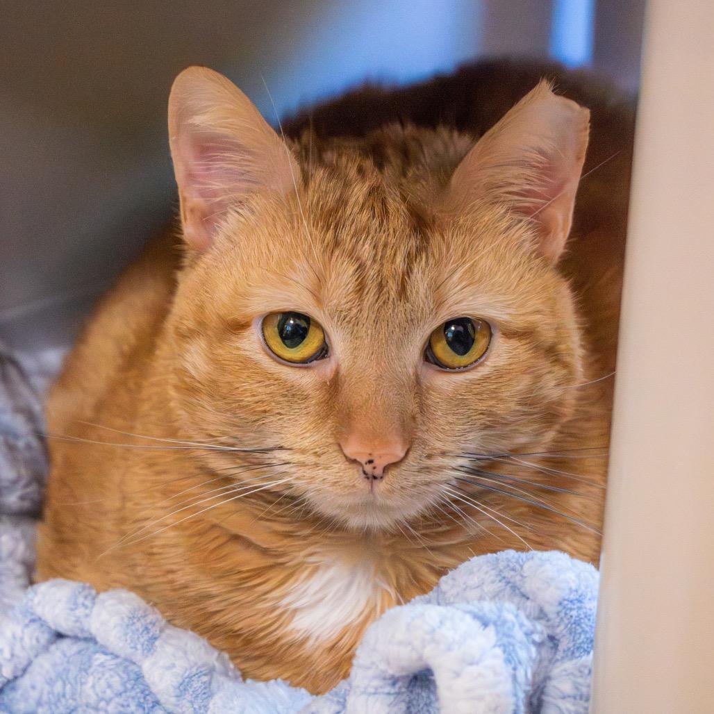 Missy, a Adoptable Domestic Short Hair in Newark, DE image 6/6