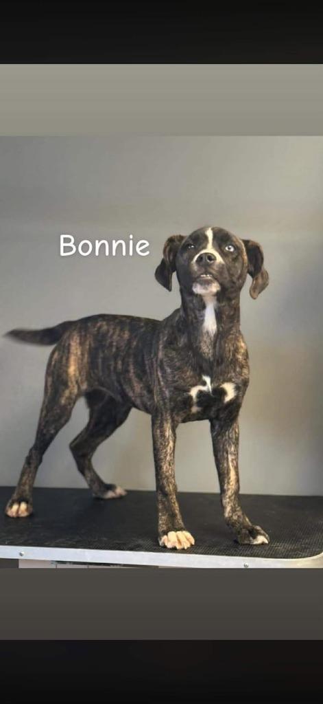 Bonnie, Adoptable, Young Female Boxer.