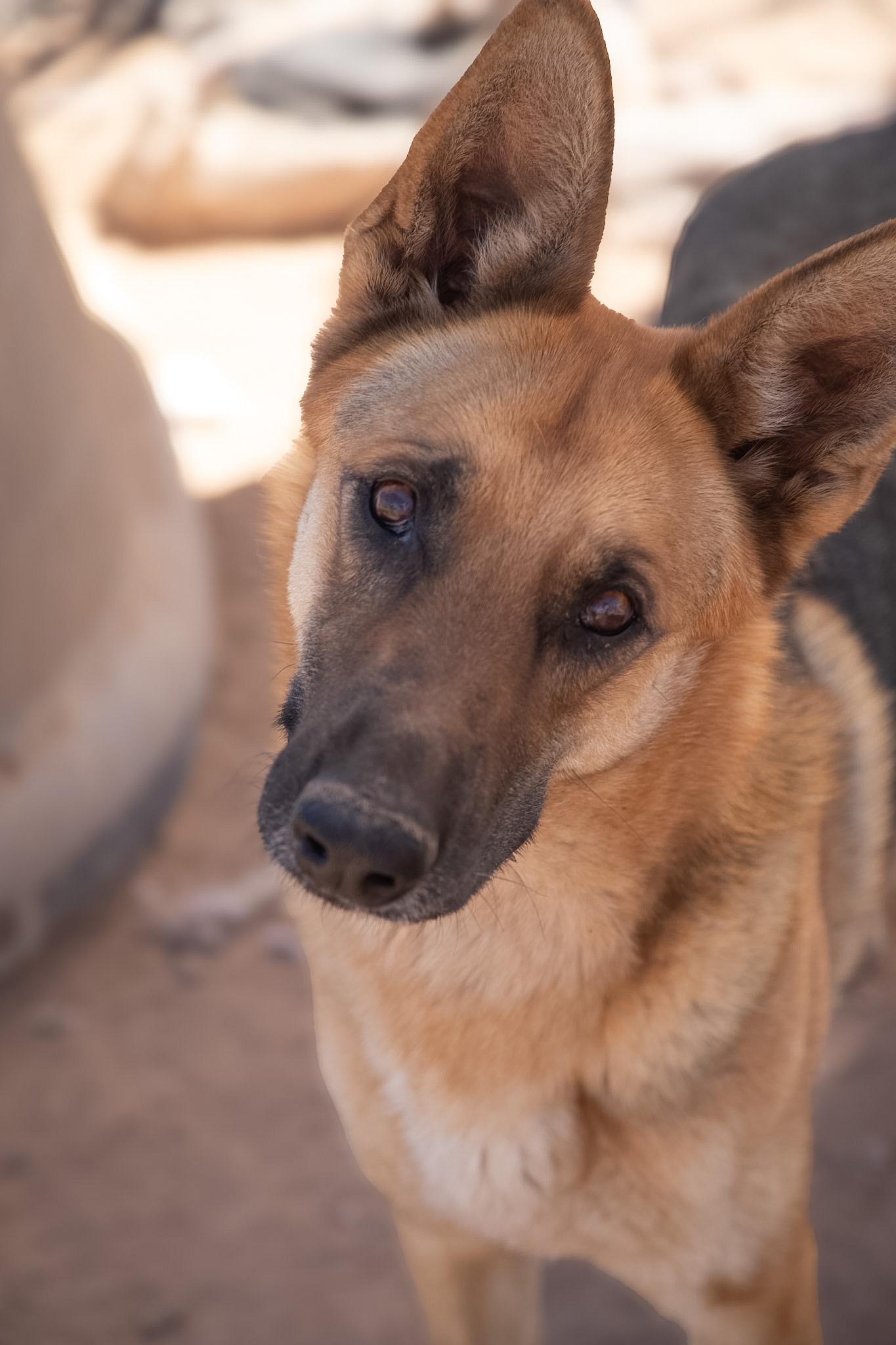 Enlarge Copper, a Adoptable German Shepherd Dog in Casa Grande, AZ image 4/4