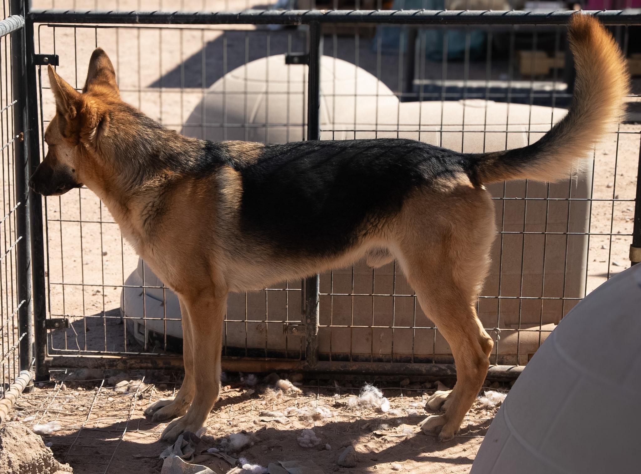 Copper, Adoptable, Young Male German Shepherd Dog.