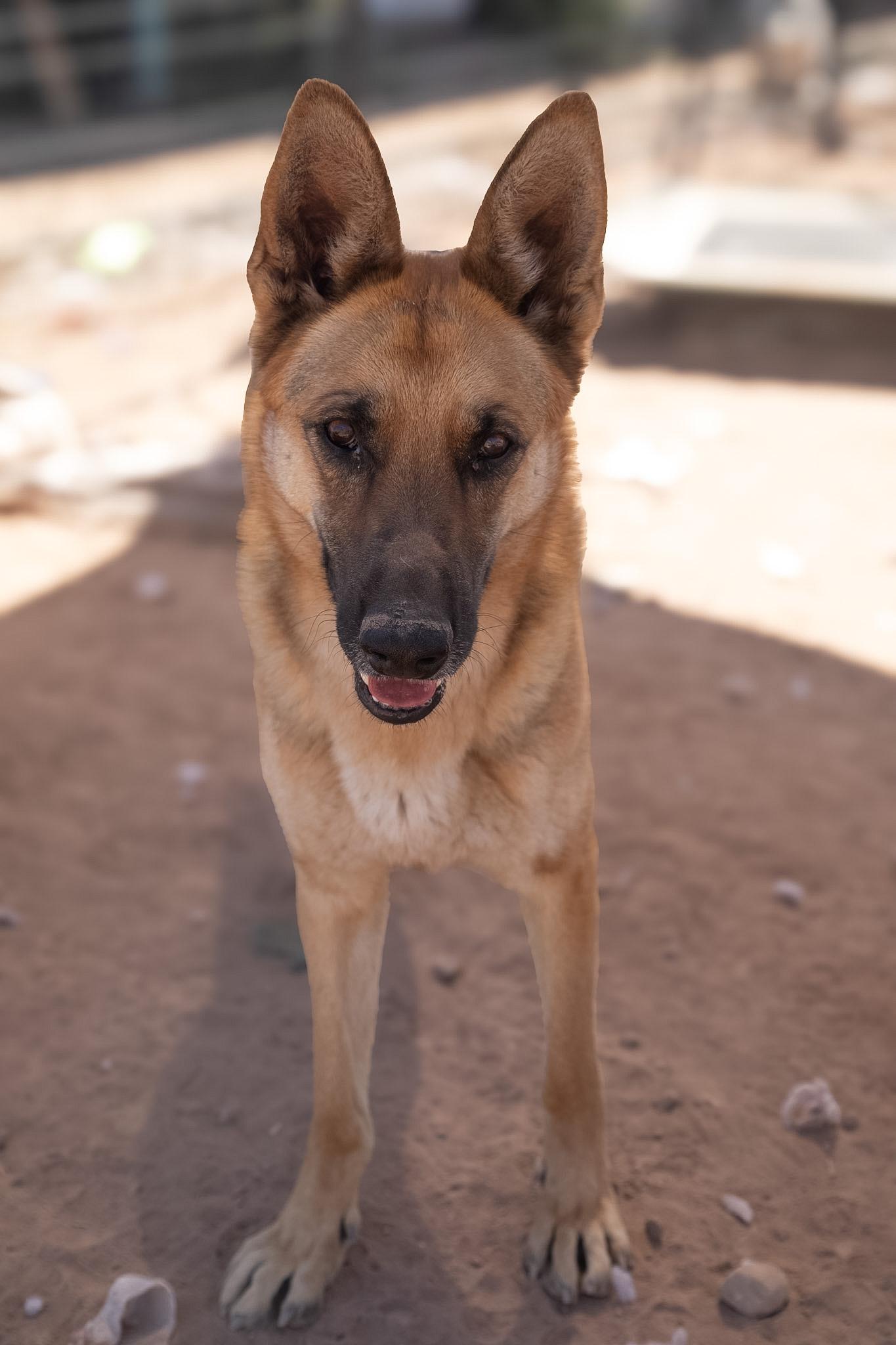 Enlarge Copper, a Adoptable German Shepherd Dog in Casa Grande, AZ image 2/4