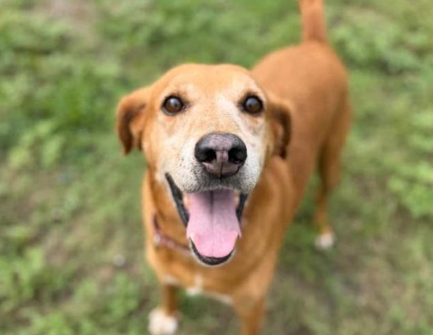 Enlarge Reuben, a Adoptable Mixed Breed in North Myrtle Beach, SC image 3/6