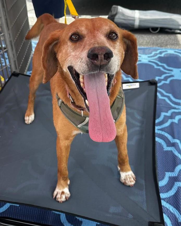 Reuben, a Adoptable Mixed Breed in North Myrtle Beach, SC image 3/6
