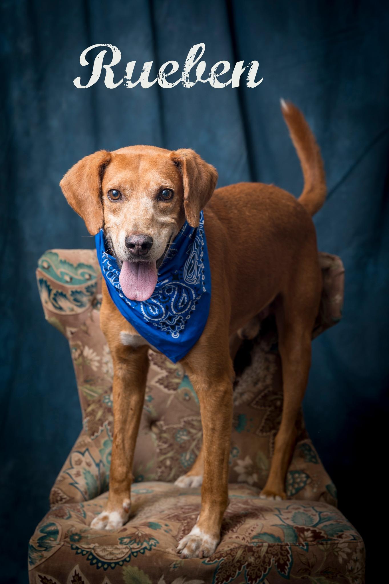 Reuben, Adoptable, Adult Male Mixed Breed.