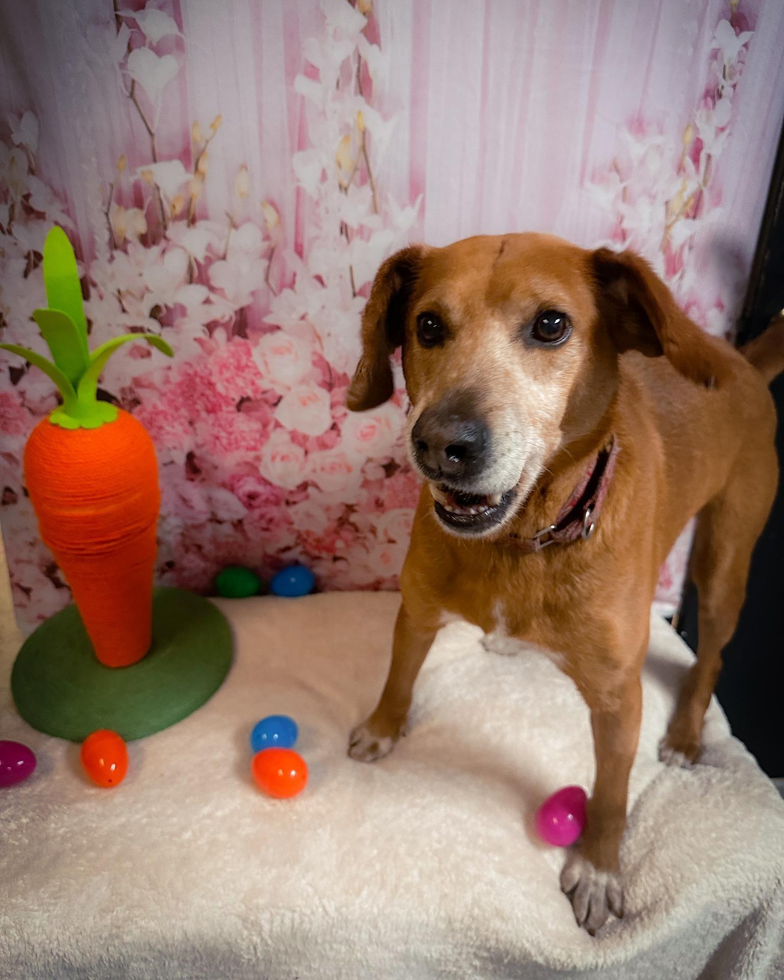 Enlarge Reuben, a Adoptable Mixed Breed in North Myrtle Beach, SC image 3/6