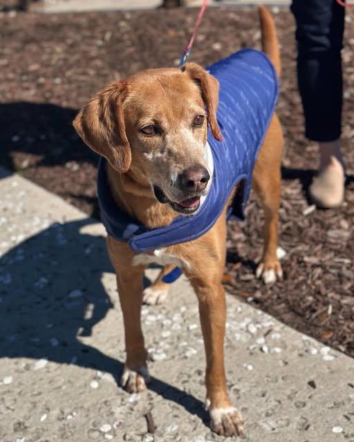 Enlarge Reuben, a Adoptable Mixed Breed in North Myrtle Beach, SC image 1/6